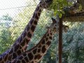 ZOO-Viden 24 srpen 2014 1019.JPG